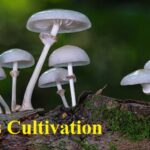 মাশরুম চাষ পদ্ধতি মাশরুম চাষ পদ্ধতি