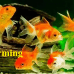 রঙিন মাছ চাষ পদ্ধতি রঙিন মাছ চাষ পদ্ধতি