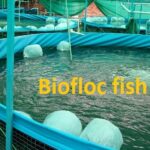 বায়োফ্লক পদ্ধতিতে মাছ চাষ বায়োফ্লক পদ্ধতিতে মাছ চাষ