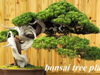 bonsai tree plantation